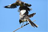 Northern Mockingbird